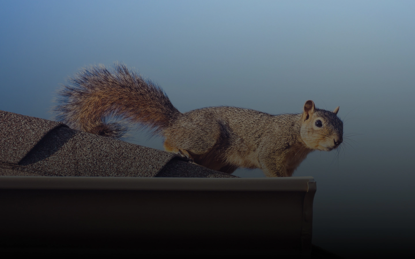 2 view of a squirrel on top of a roofing southampton township nj 1